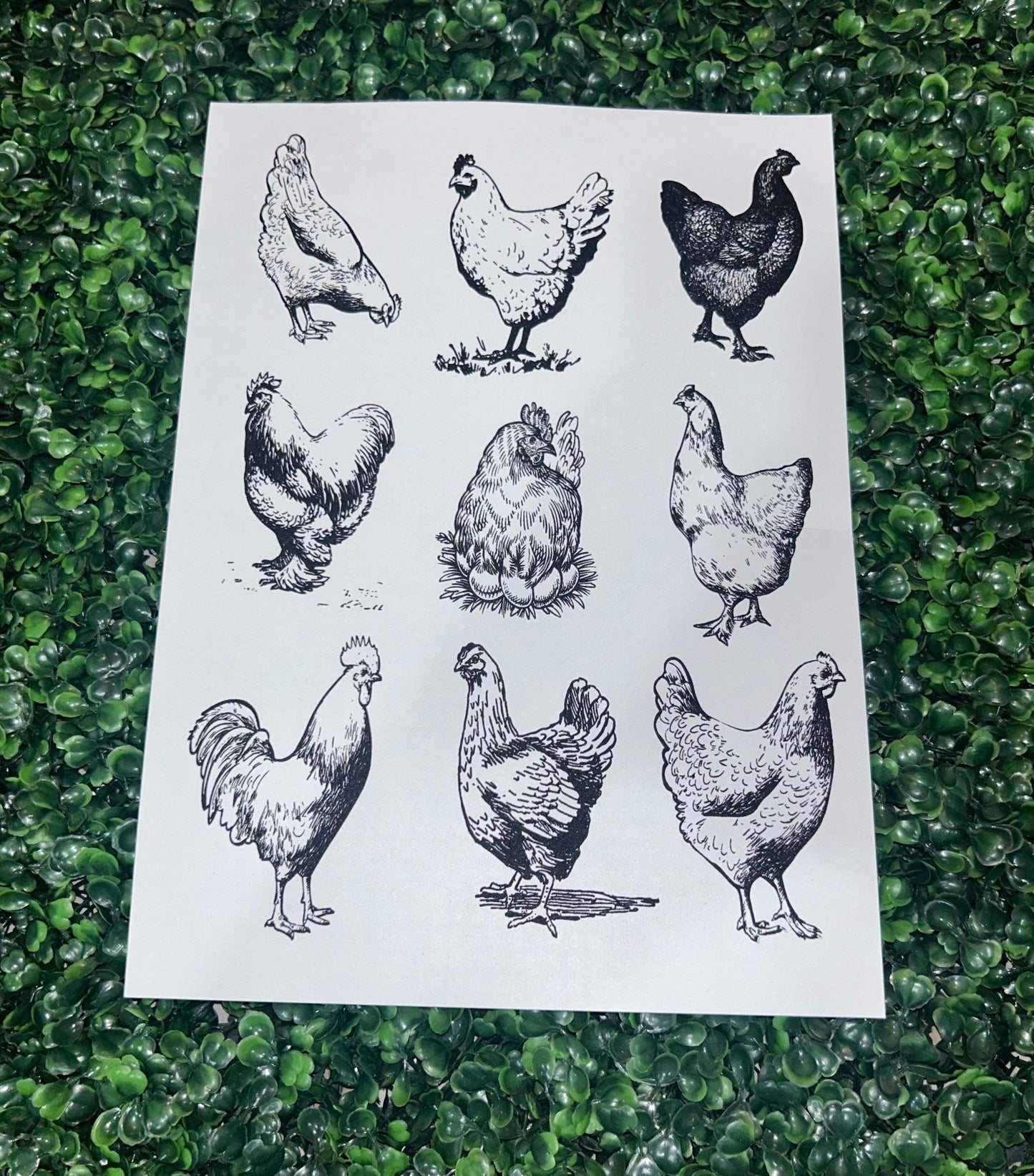 Hens Screen Print Heat Transfer